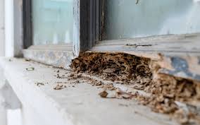 Signs That Your House May Be Infested-They Leave Behind Feces