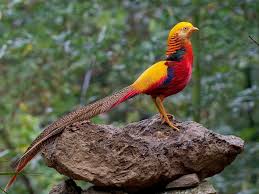 Golden Pheasant- Most Beautiful Birds in the World 