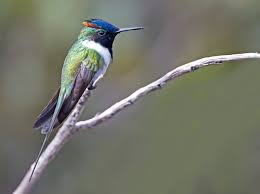 Horned Sungem- Most Beautiful Birds in the World 