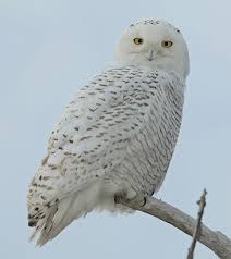 Snow Owl- Most Beautiful Birds in the World 