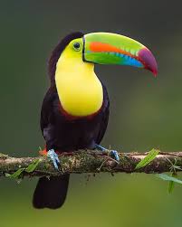 Keel-billed Toucan- Most Beautiful Birds in the World 