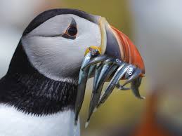 Atlantic Puffin- Most Beautiful Birds in the World 