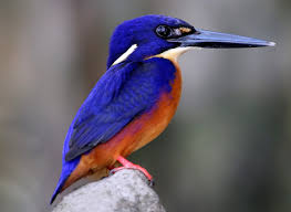 Blue/Azure Kingfisher- Most Beautiful Birds in the World 