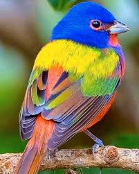 Painted Bunting- Most Beautiful Birds in the World 