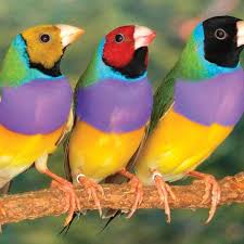 Gouldian Finch- Most Beautiful Birds in the World 