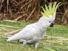 Cockatoo- Most Beautiful Birds in the World 