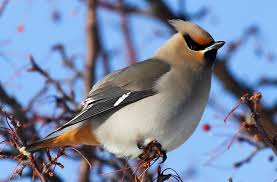 Bohemian Waxwing- Most Beautiful Birds in the World 