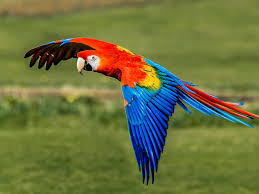 Scarlet Macaw- Most Beautiful Birds in the World 