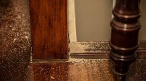 Signs That Your House May Be Infested-You Can Find Dead Bugs