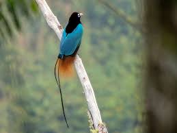 Bluebird of Paradise- Most Beautiful Birds in the World 