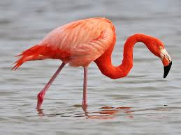 Flamingo- Most Beautiful Birds in the World 