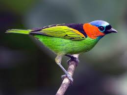 Red-necked Tanager- Most Beautiful Birds in the World 