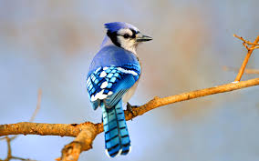 Blue Jay - Most Beautiful Birds in the World 