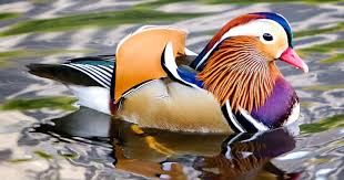 Mandarin Duck- Most Beautiful Birds in the World 