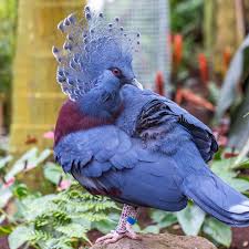 Blue Crowned Pigeon- Most Beautiful Birds in the World 