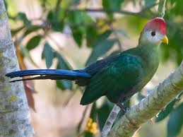 Red Crested Turaco- Most Beautiful Birds in the World 