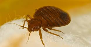 Signs That Your House May Be Infested-On the off chance that You Spot Active Pests