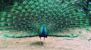 Peacock- Most Beautiful Birds in the World 