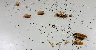 Signs That Your House May Be Infested-Be Warned If You See Sawdust Near Holes In Your Wooden Furniture