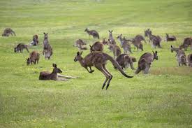 Surprising Facts About Australia- 80% of the creatures are one of a kind to Australia