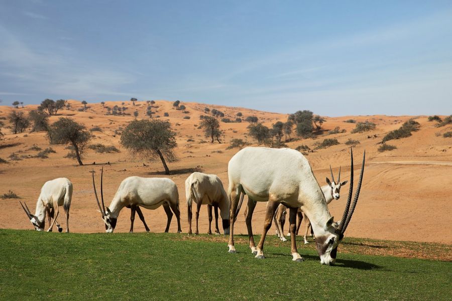 Intresting Facts About UAE- The Arabian Oryx is the public creature of the UAE