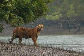 Best places to visit in Bangladesh-The Sundarbans