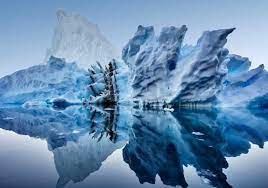 Amazing Reasons To Visit Greenland-Untamed life