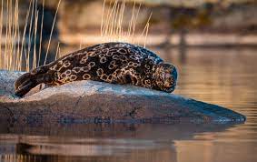 Surprising Facts About Finland-Finland Is The Only Home Of The Endangered Saimaa Ringed Seal