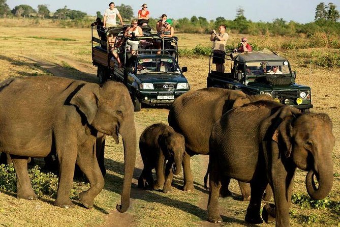 Best Places To Visit In Sri Lana-Udawalawe National Park