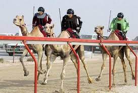 Amazing Things That Only Exist In Dubai-ROBOT CAMEL JOCKEYS