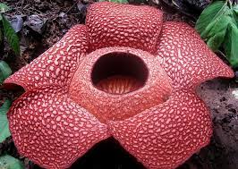 The Largest Foul-Smelling FlowerThe Largest Foul-Smelling Flower