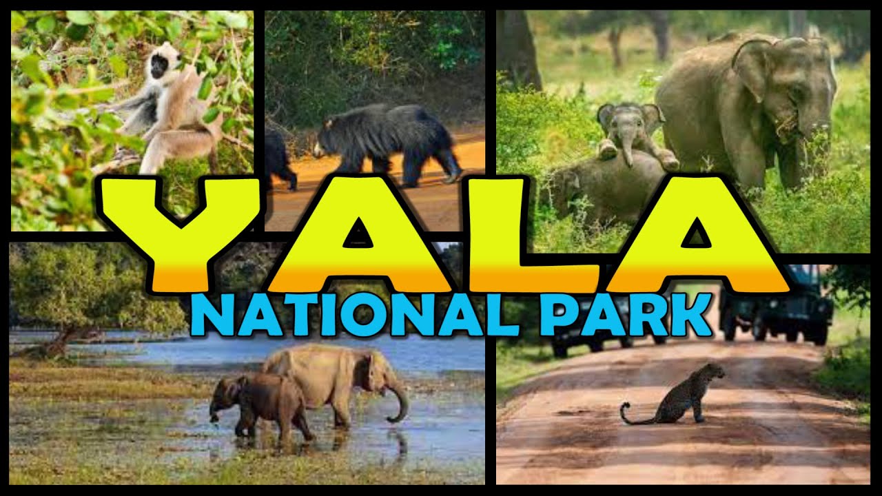 Best Places To Visit In Sri Lana-Yala National Park