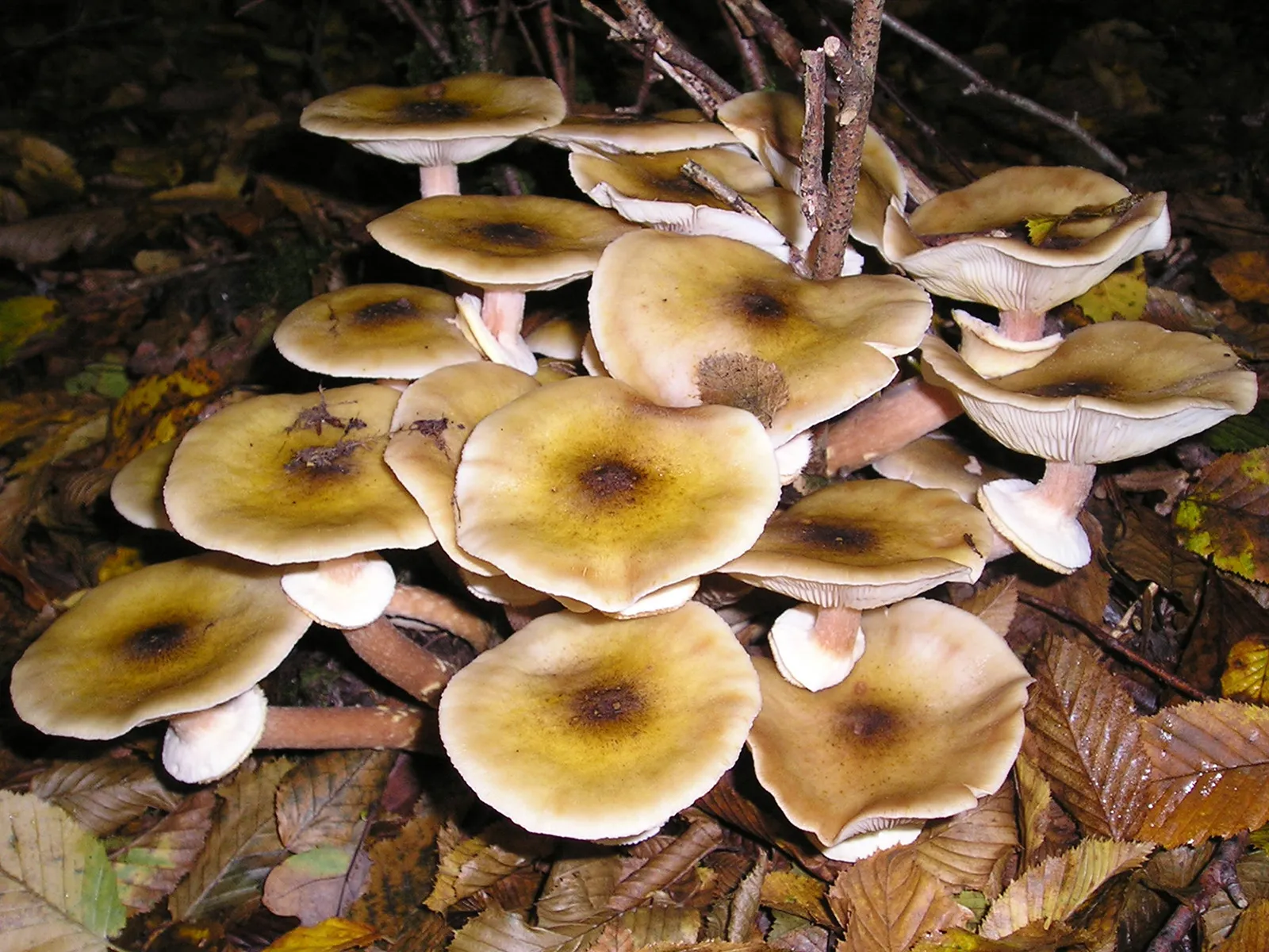 Biggest Organisms On Earth-Honey Fungus - (Armillaria ostoyae)