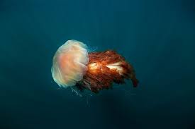 Biggest Organisms On Earth-Lion's Mane Jellyfish