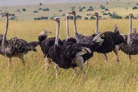 Biggest Organisms On Earth-Normal Ostrich