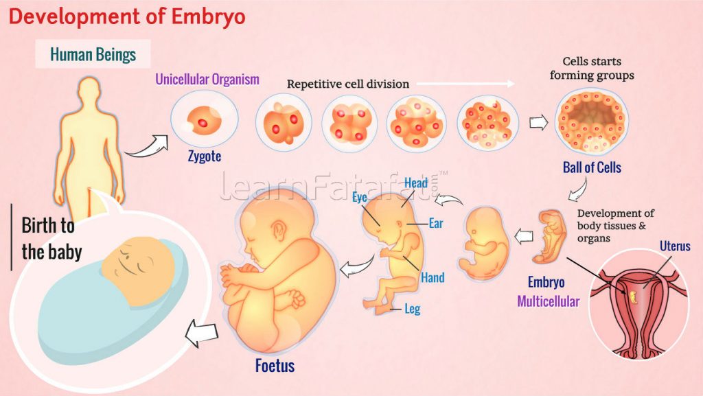 Biggest Reasons Muslims Say Islam Is True-The Formation of the Embryo