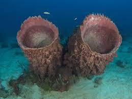 Biggest Organisms On Earth-Monster Barrel Sponge - (Xestospongia muta)