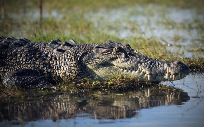 Biggest Organisms On Earth-Saltwater Crocodile - (Crocodylus porosus)