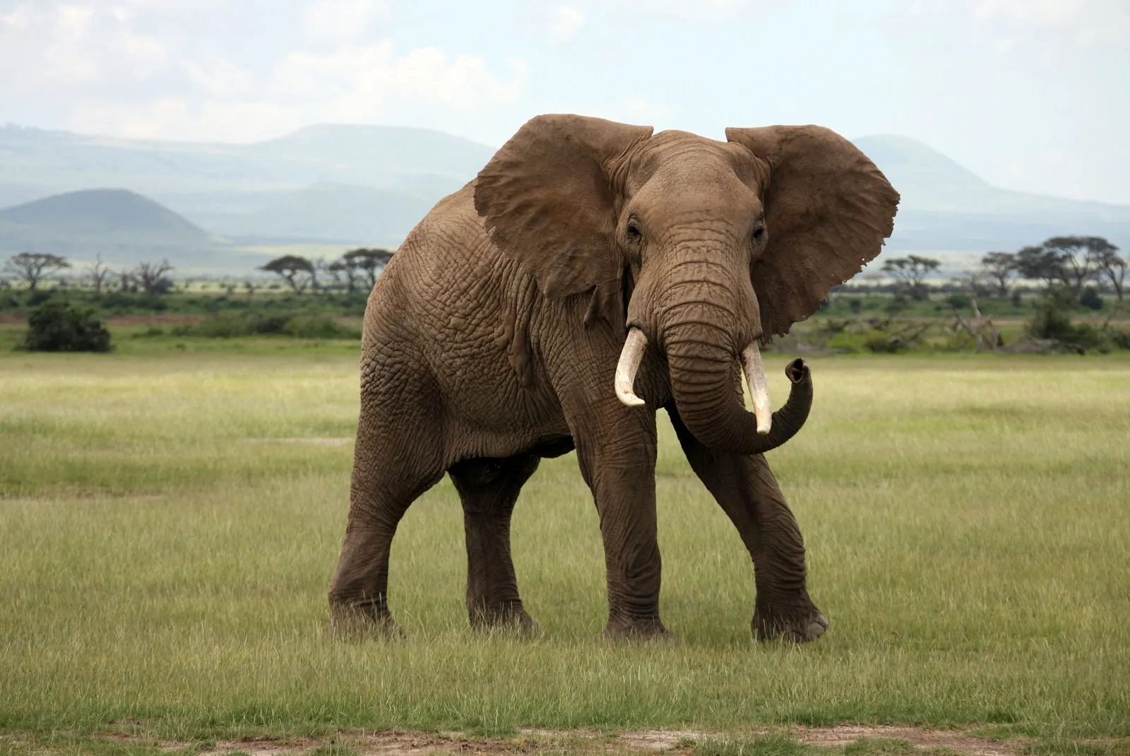 Biggest Organisms On Earth-African Bush Elephant - (Loxodonta africana)