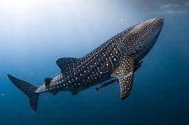 Biggest Organisms On Earth-Whale Shark - (Rhincodon typus)