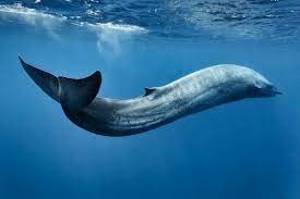 Biggest Organisms On Earth-Blue Whale - (Balaenoptera musculus)