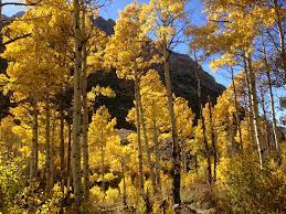 Biggest Organisms On Earth-Shaking Aspen - (Populus tremuloides)