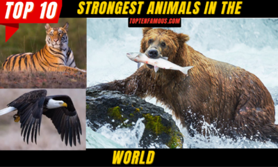 ANIMALSTop 10 Strongest Animals in the World