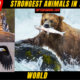 ANIMALSTop 10 Strongest Animals in the World