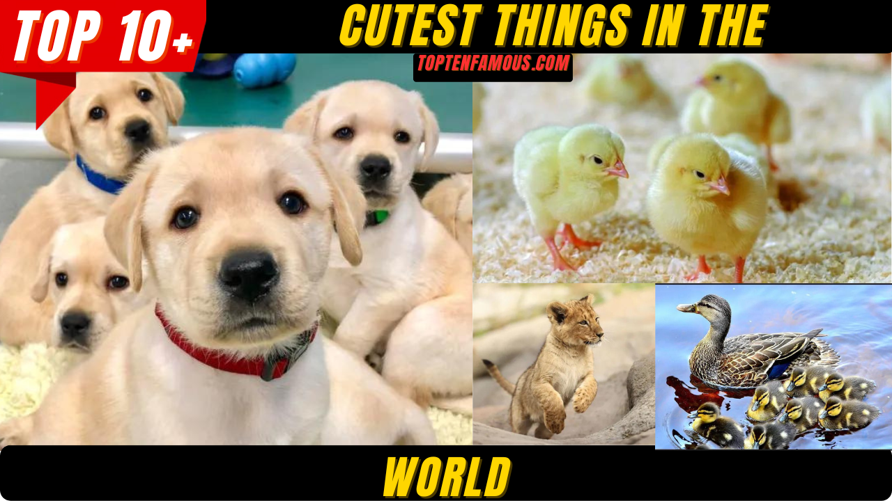 Top 10 Cutest Things in the World