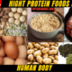 FOODTop 10 High Protein Foods for the Human Body