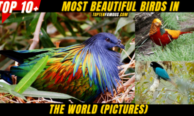 Top 20 Most Beautiful Birds in the World (Pictures)