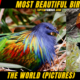 Top 20 Most Beautiful Birds in the World (Pictures)