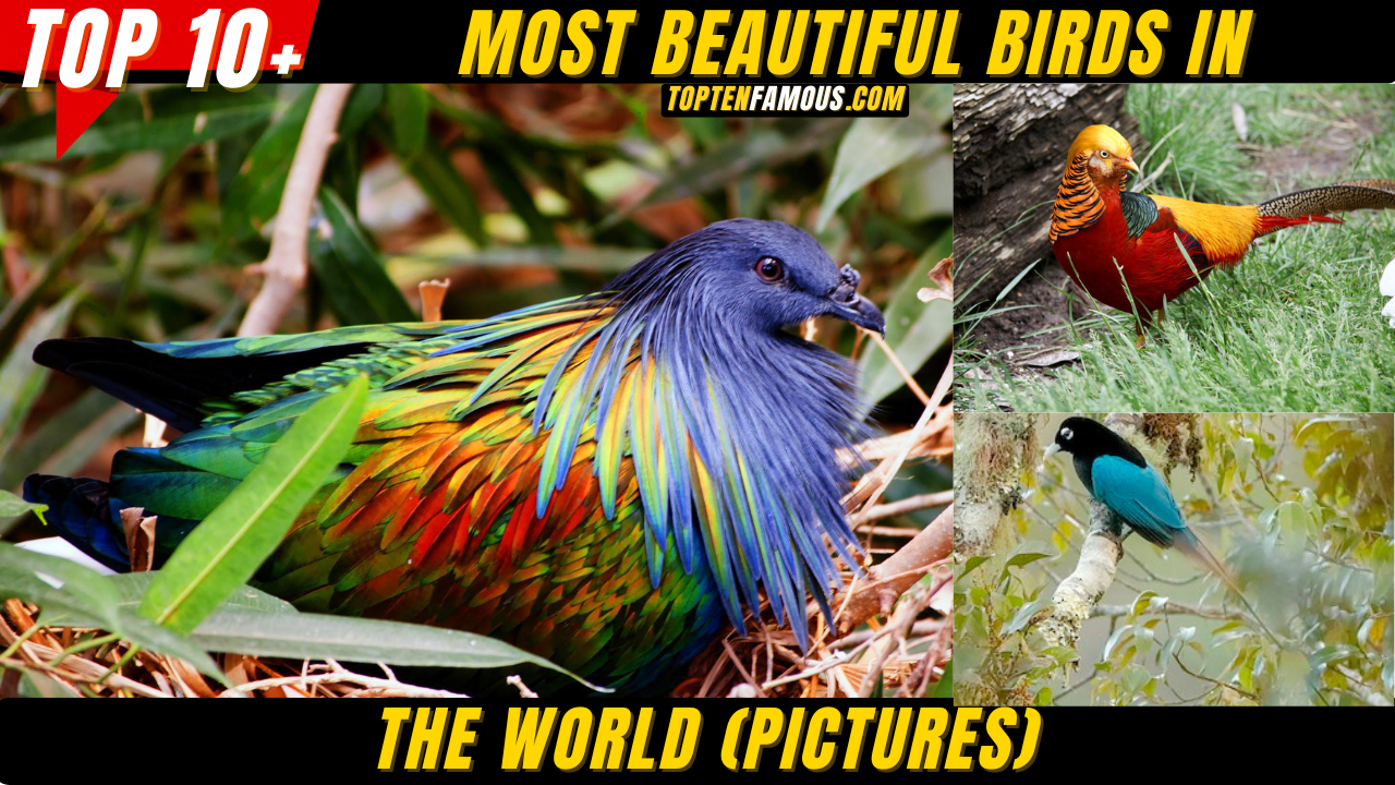 Top 20 Most Beautiful Birds in the World (Pictures)