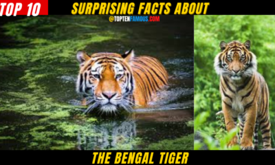 ANIMALS10 + Surprising Facts About The Bengal Tiger